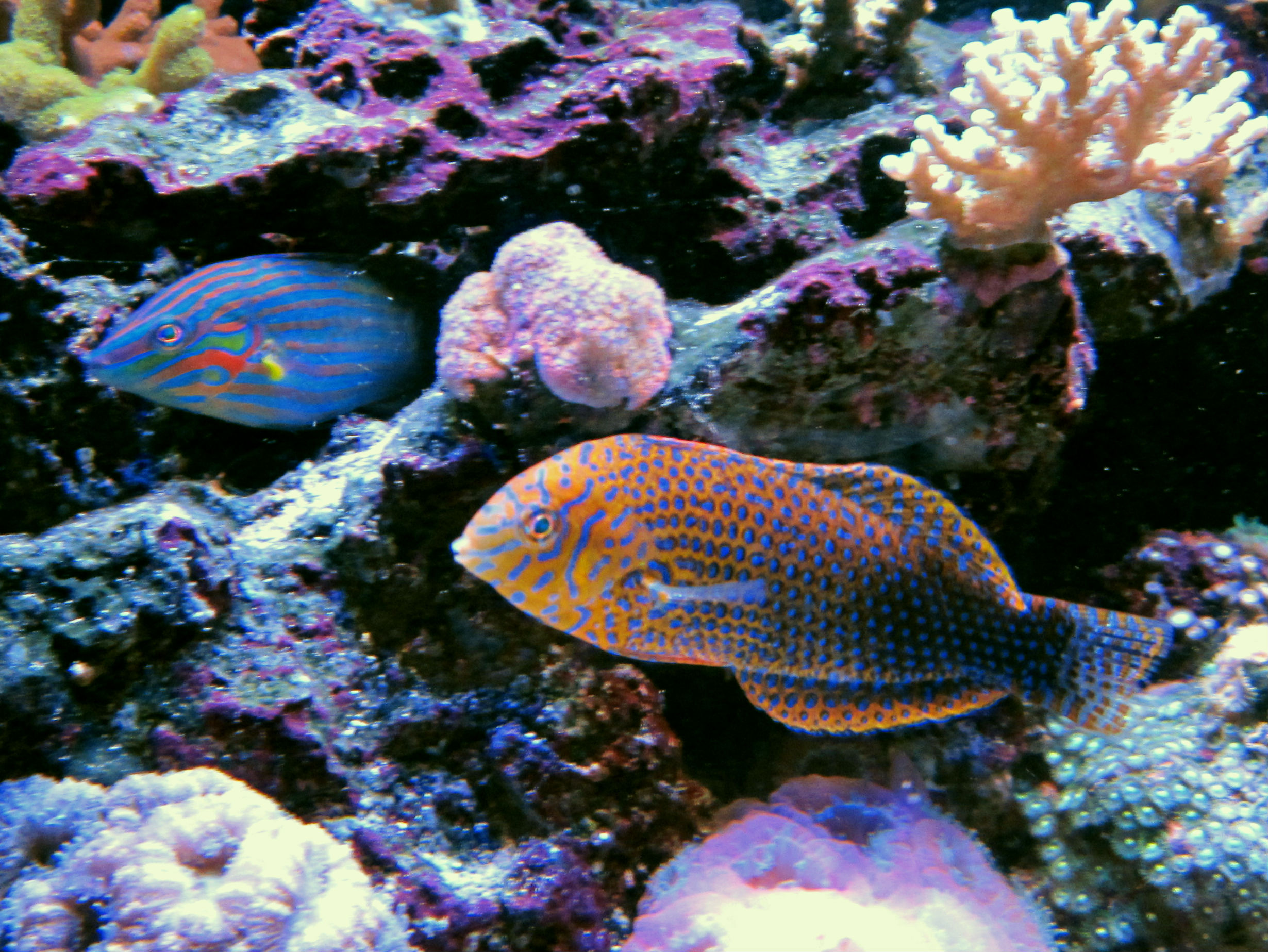 Your top 3 best fish  Nice peaceful and reef  safe  Page 