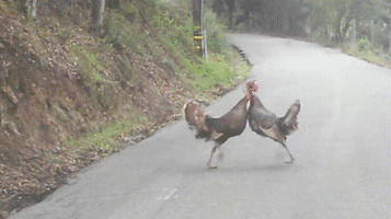 Turkeys GIF by FOX TV
