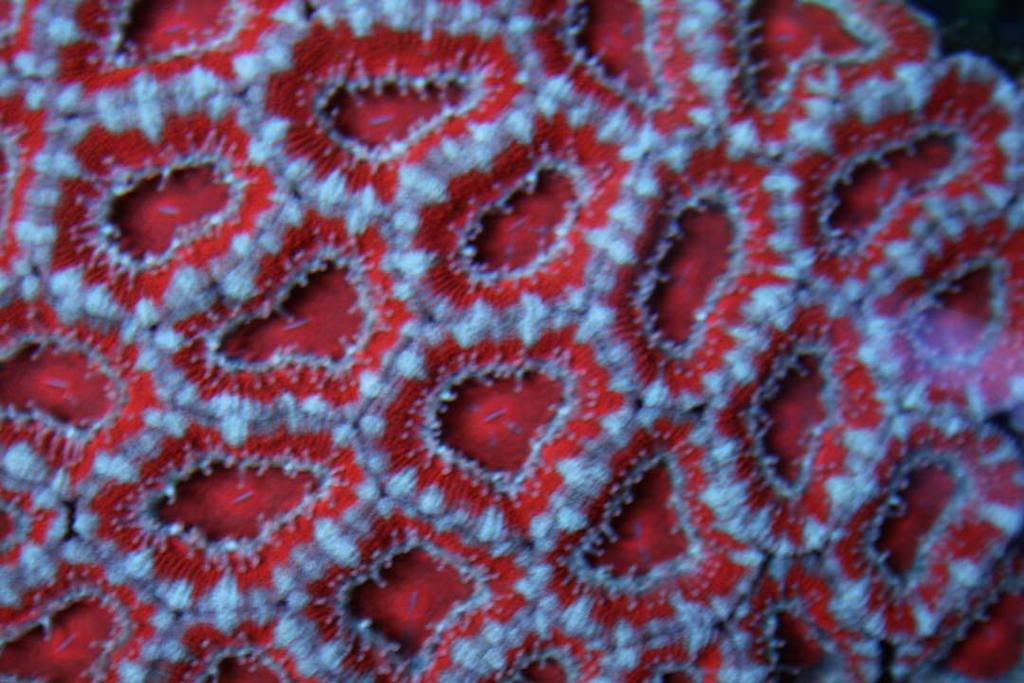 red-and-white-acan.jpg