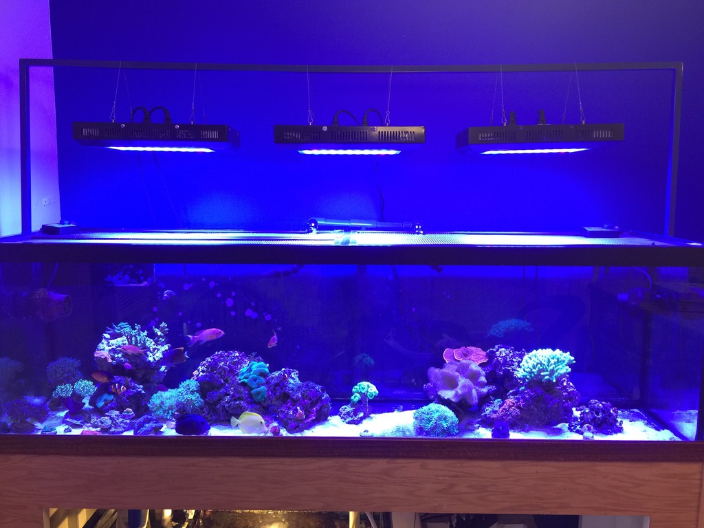 Tank Background Color - Black or Blue | Page 2 | REEF2REEF Saltwater and  Reef Aquarium Forum