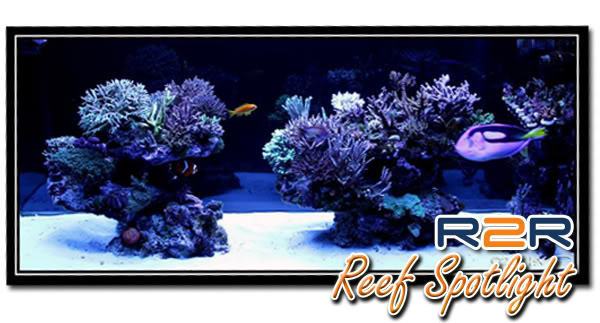 reefspotlight.jpg