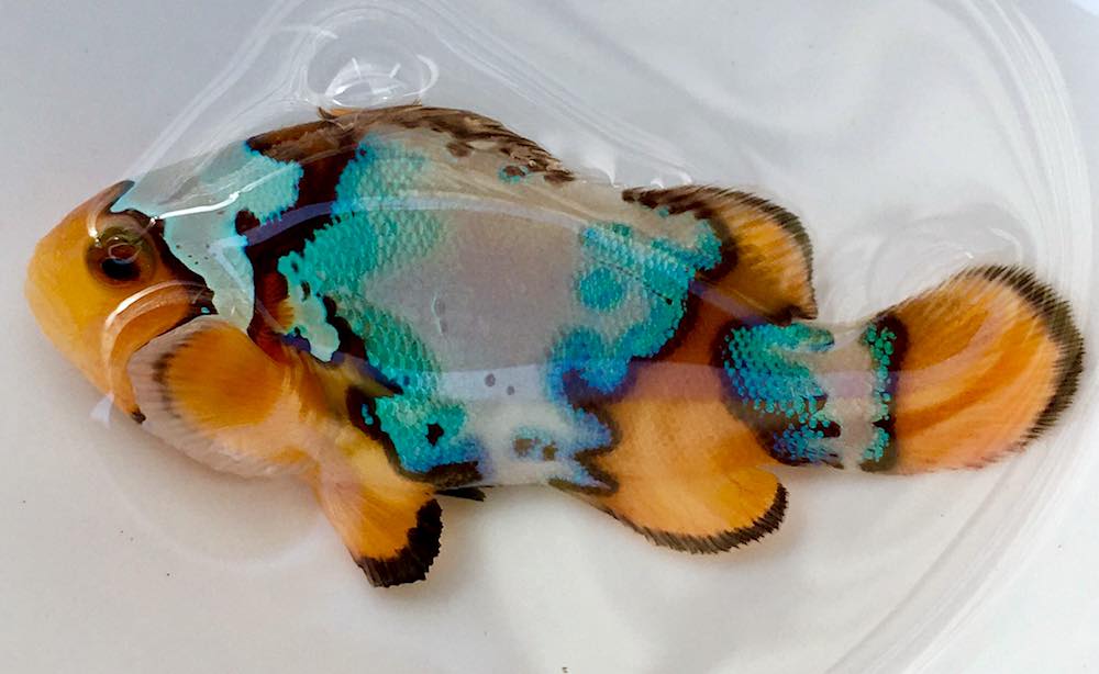 reefbuilders.com