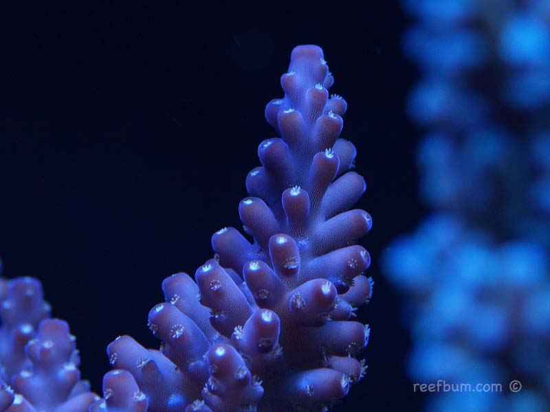 Jan2610Tankpic15.jpg