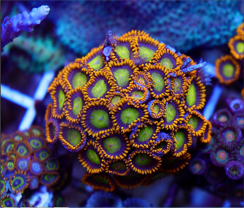40312362443_b6551c1d49_c.jpg