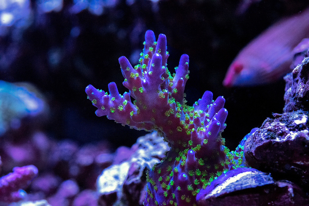 46161253985_a74d2e340d_b.jpg