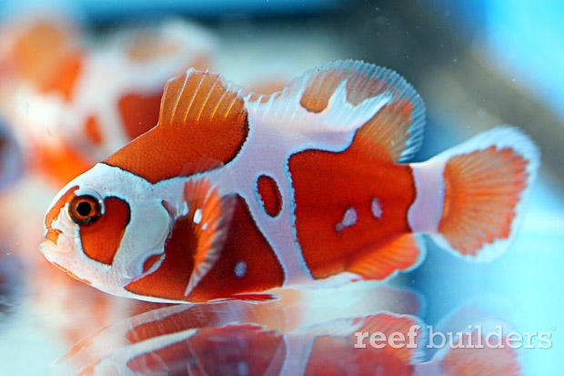 peace-keeper-maroon-clownfish-5.jpg