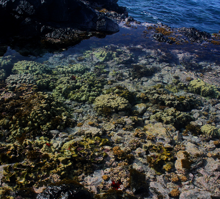 Acropora species and their relative care levels (for an acro newbie ... - List Of Acropora Species Suitable For Reefkeeping