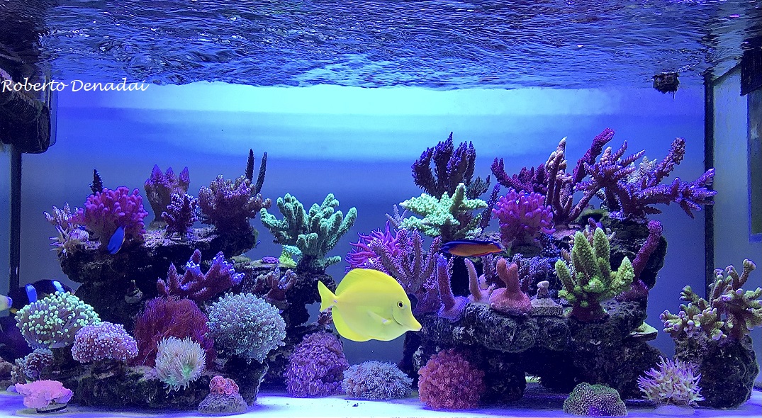 reef-feve-2021.jpg