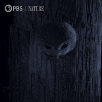 Pbs Nature Halloween GIF by Nature on PBS