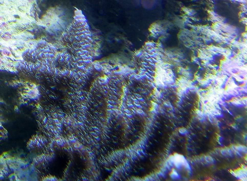 coralpics0111.jpg