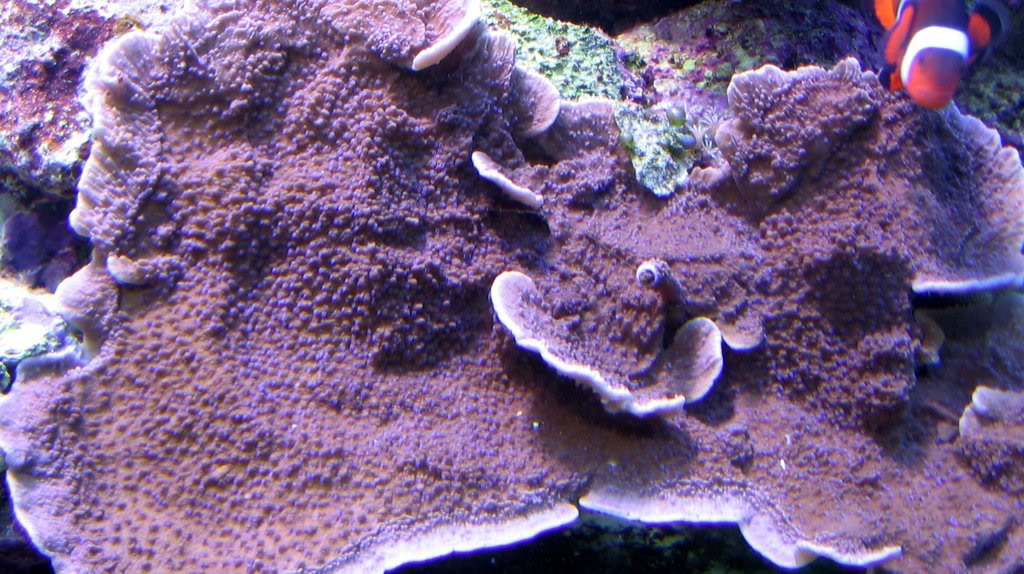 coralpics0211.jpg