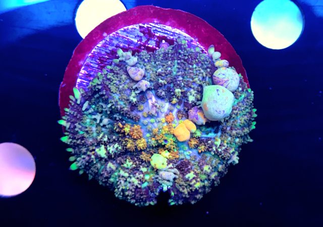 New Jersey Powerball Bounce And Mushrooms For Sale Reef2reef Saltwater And Reef Aquarium Forum