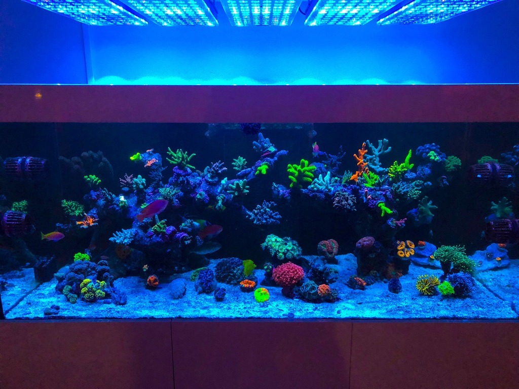 LED-Aquarium-lighting-Orphek-Atlantik68.jpg