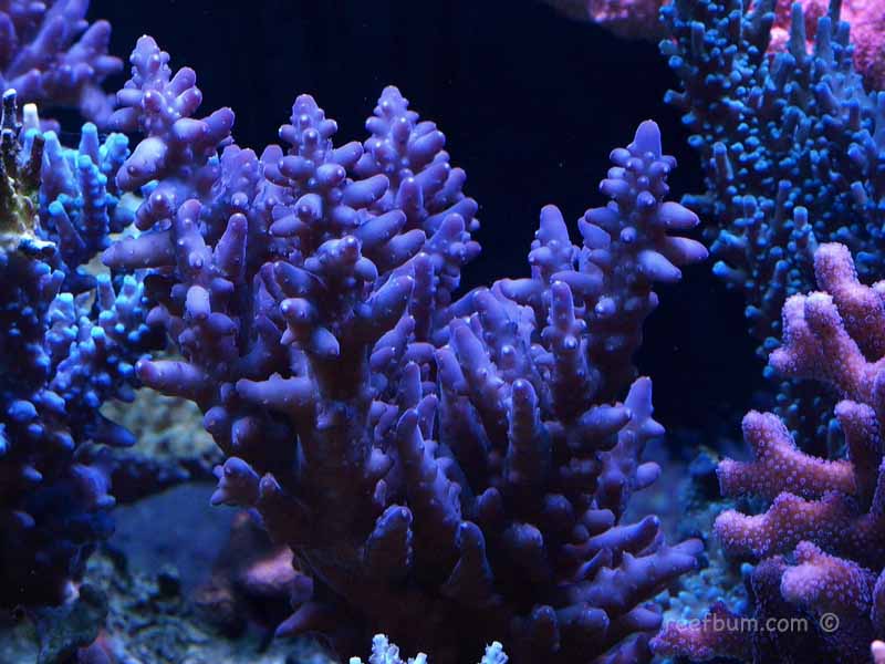 Aug-21-2011-Tank-pic2.jpg