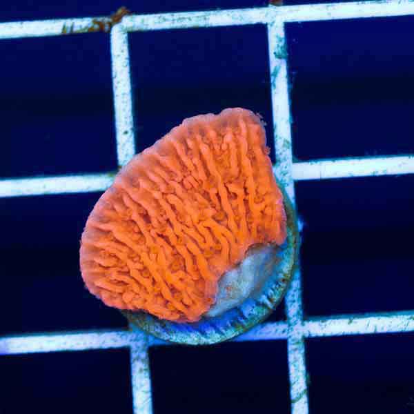 Coral Madness Red Monti Cap #1