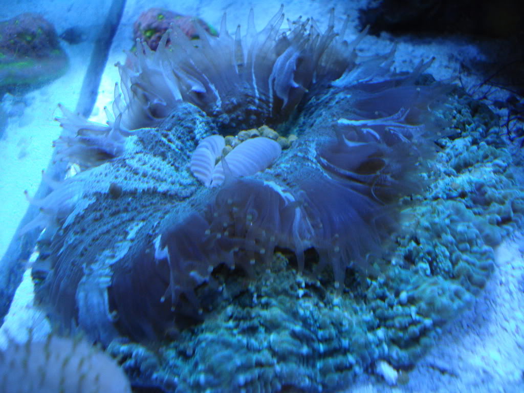 corals008-2.jpg
