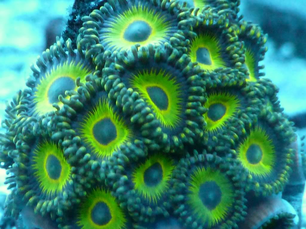 coraltrade2015.jpg