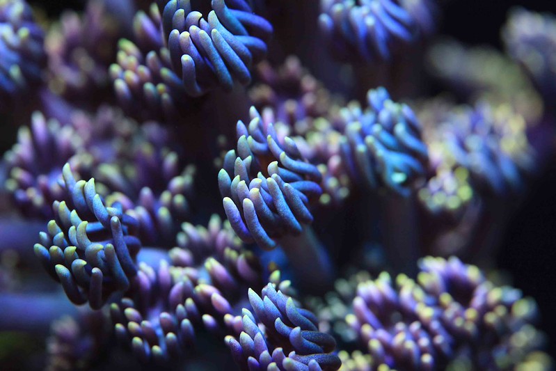 55249751536_6939b2852a_c.jpg