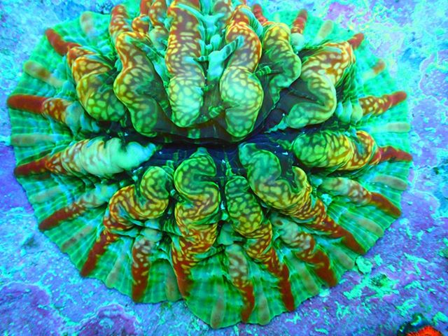 reefbuilders.com