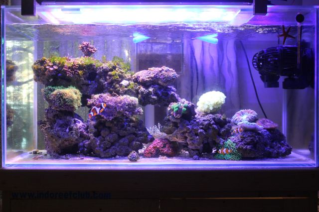 Build - new 128 litres tank, ready launch :D | REEF2REEF Saltwater and Reef Aquarium Forum