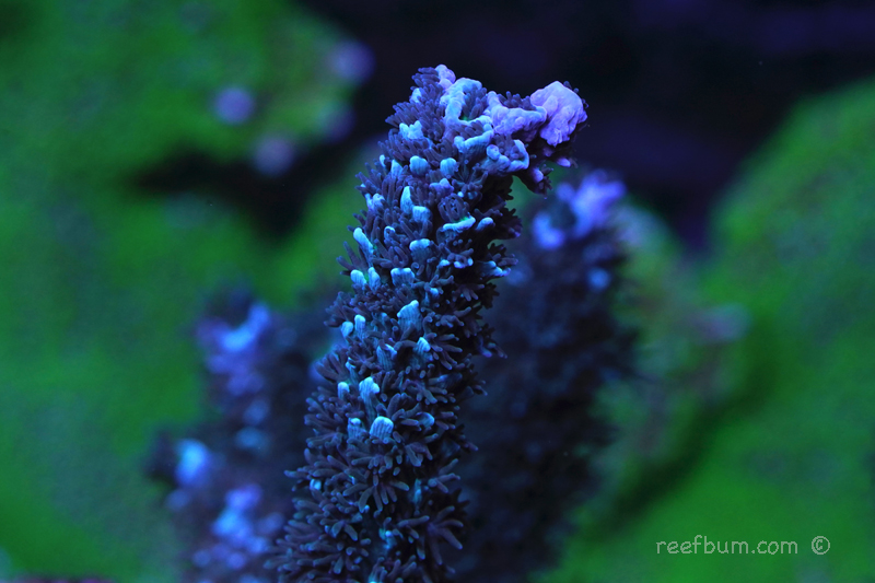 Tyree-Blue-Matrix-pic-1-SPS.jpg
