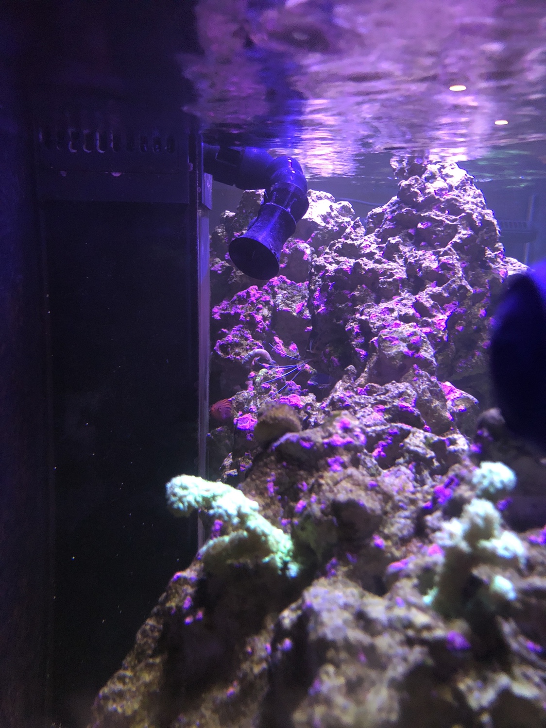 Purple Helix - Live Purple Coralline Algae in a Bottle (8 oz) - ARCReef 