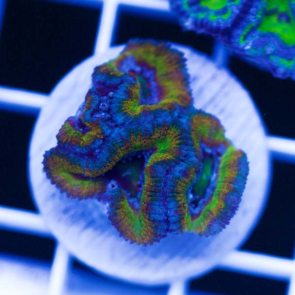 Summer Spectacular Awesome Acan #7