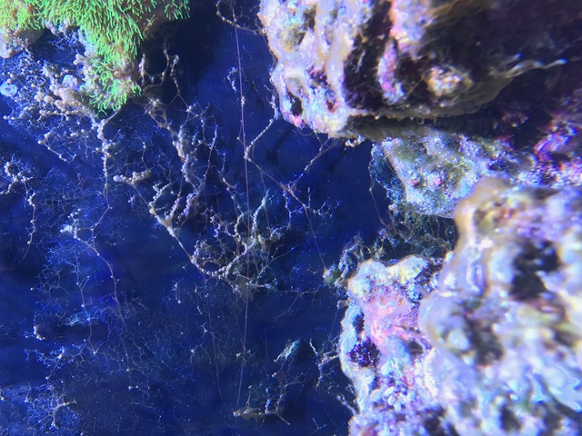 www.reefcleaners.org