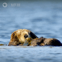 Sea Otter Yawn GIF by Nature on PBS