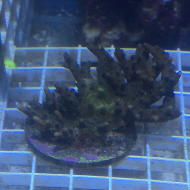 sps_algae_growth.jpg