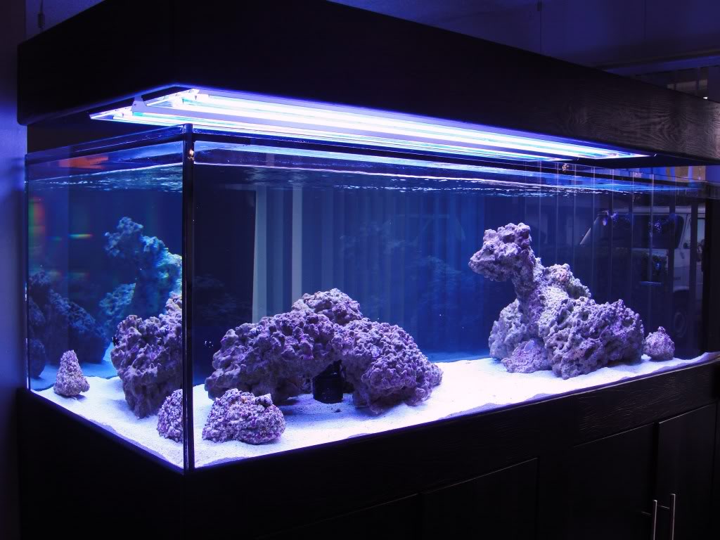 Show Off Your Large Tank Aquascape :  Page 2  REEF2REEF Saltwater and Reef Aquarium Forum