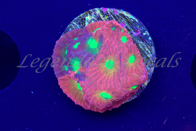20683743171_08ca40da4b_c.jpg