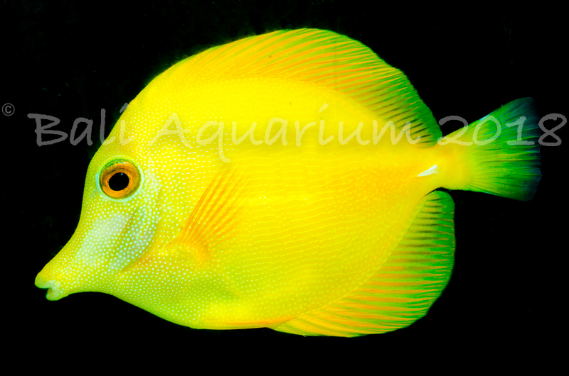 reefbuilders.com