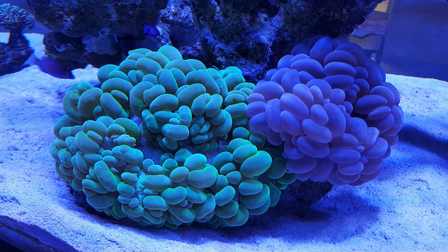 39748773931_3da15f05d1_z.jpg