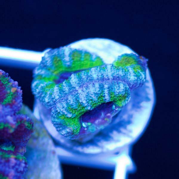 Summer Spectacular Awesome Acan #22