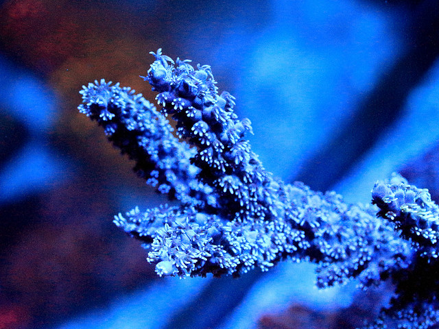 27860022053_07ab9a56e9_z.jpg