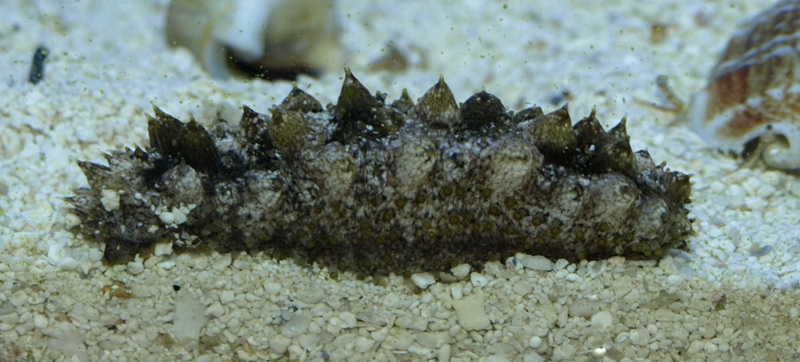 holothuria_sp.jpg