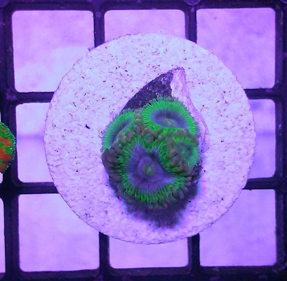 CScU2pC.png