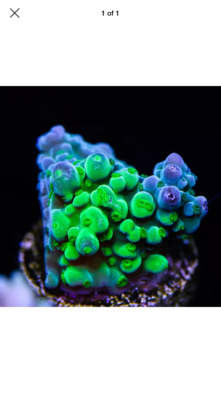 IMSxtx3.jpg