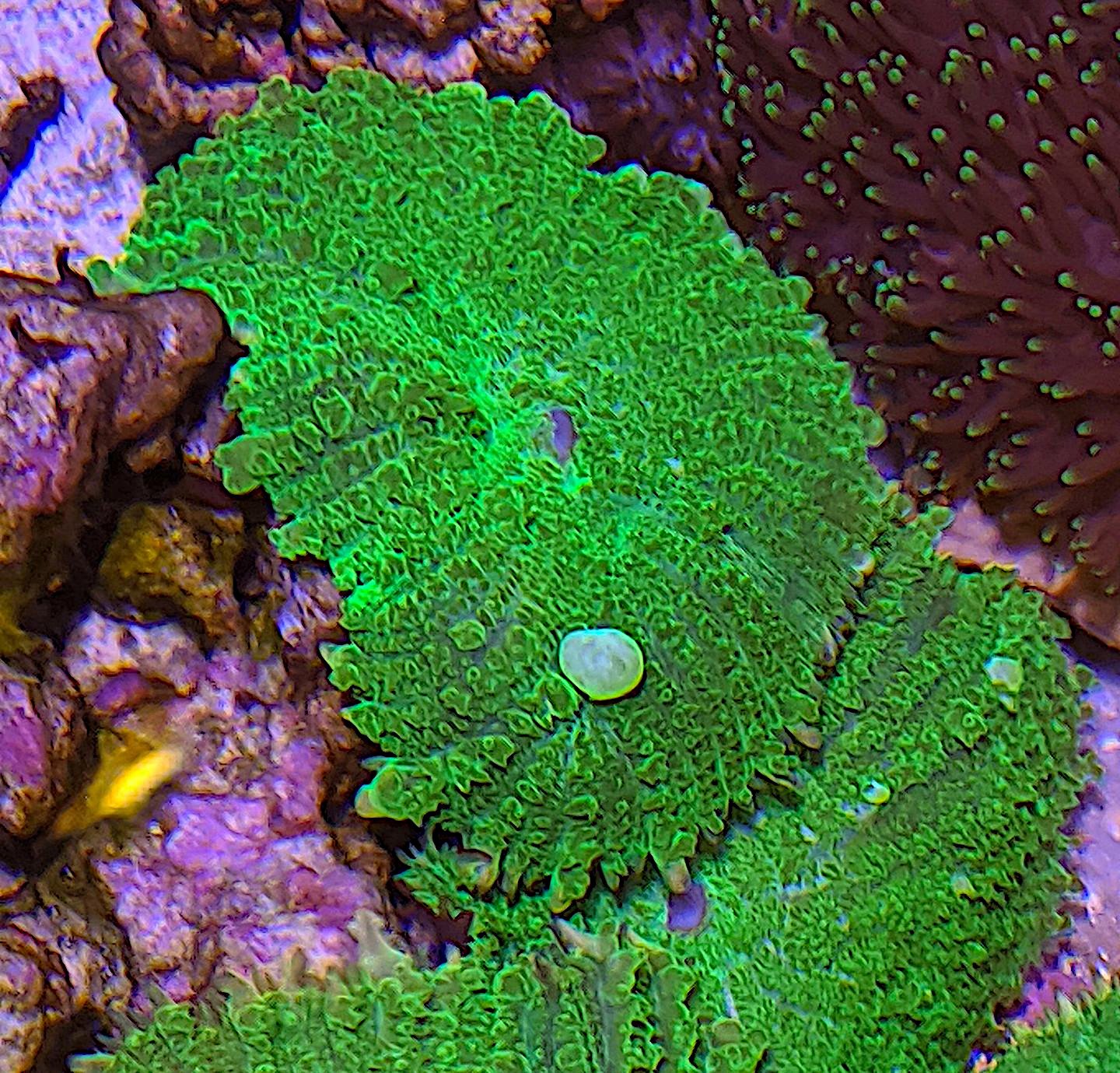 reeffarm.com