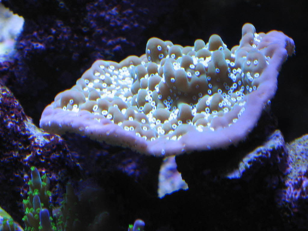 coralpics106.jpg