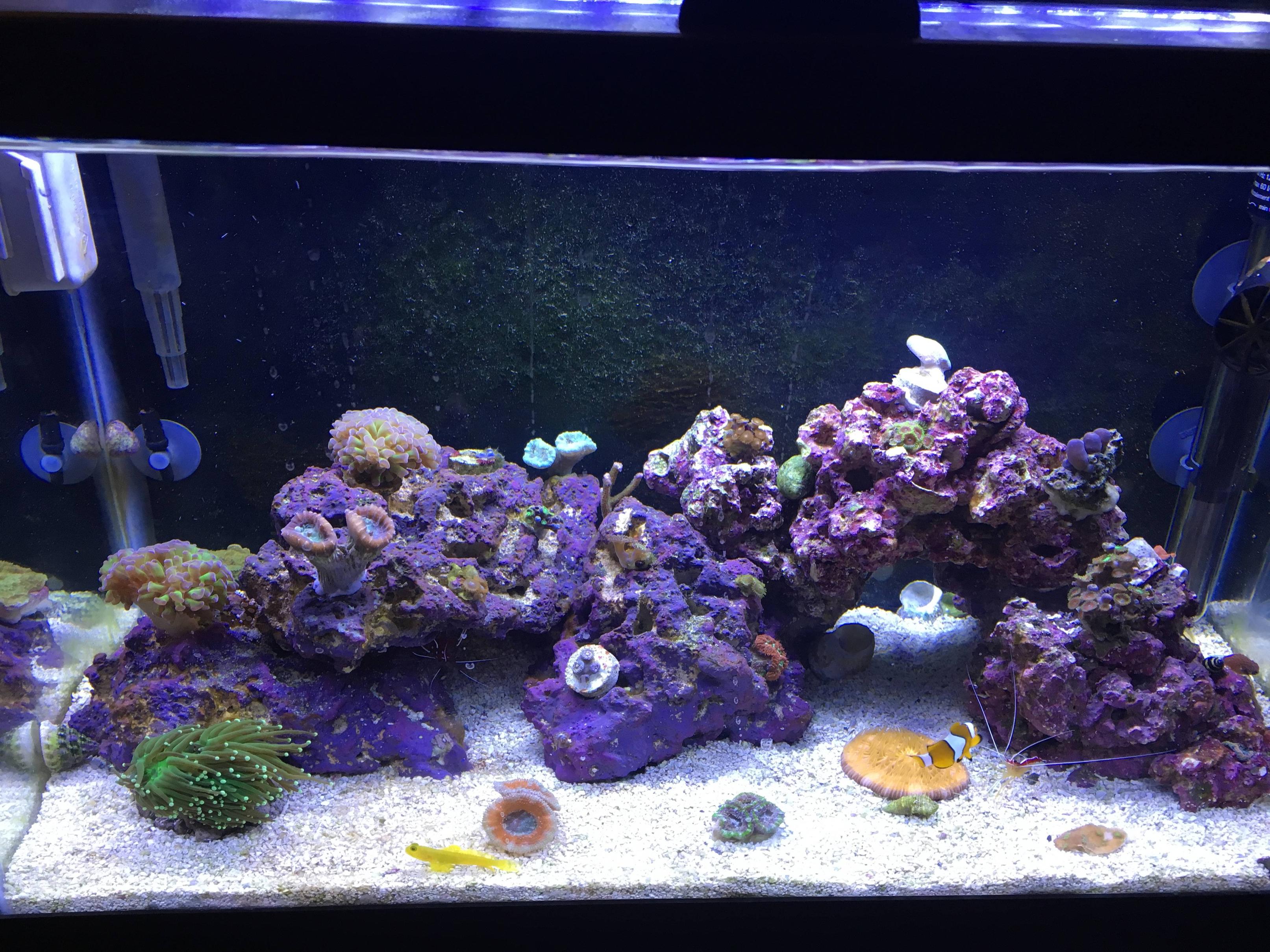Curated visual reference: Fresh Look at Nano Build Aaron S 10 Gallon Budget Nano Reef
