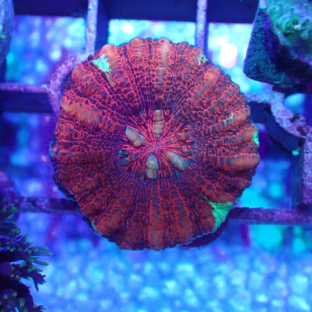 Image of WYSIWYG Coral Button Scoly KRK-38