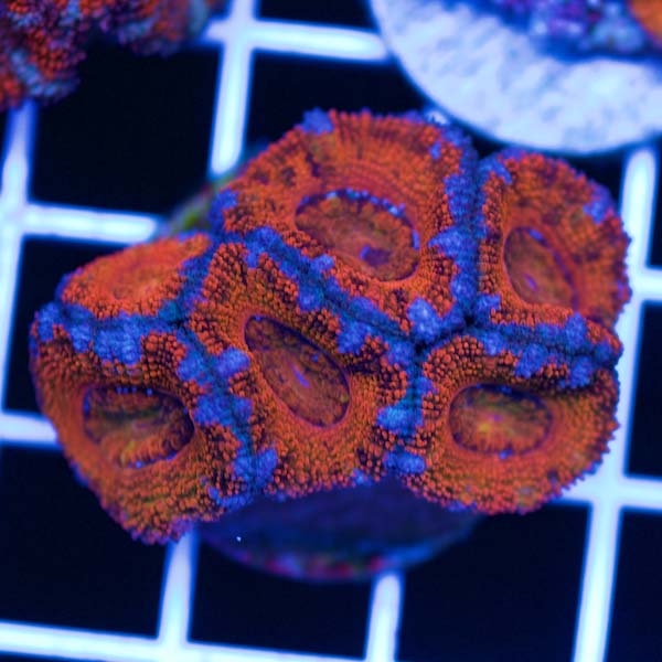Coral Madness Aussie Acan #36