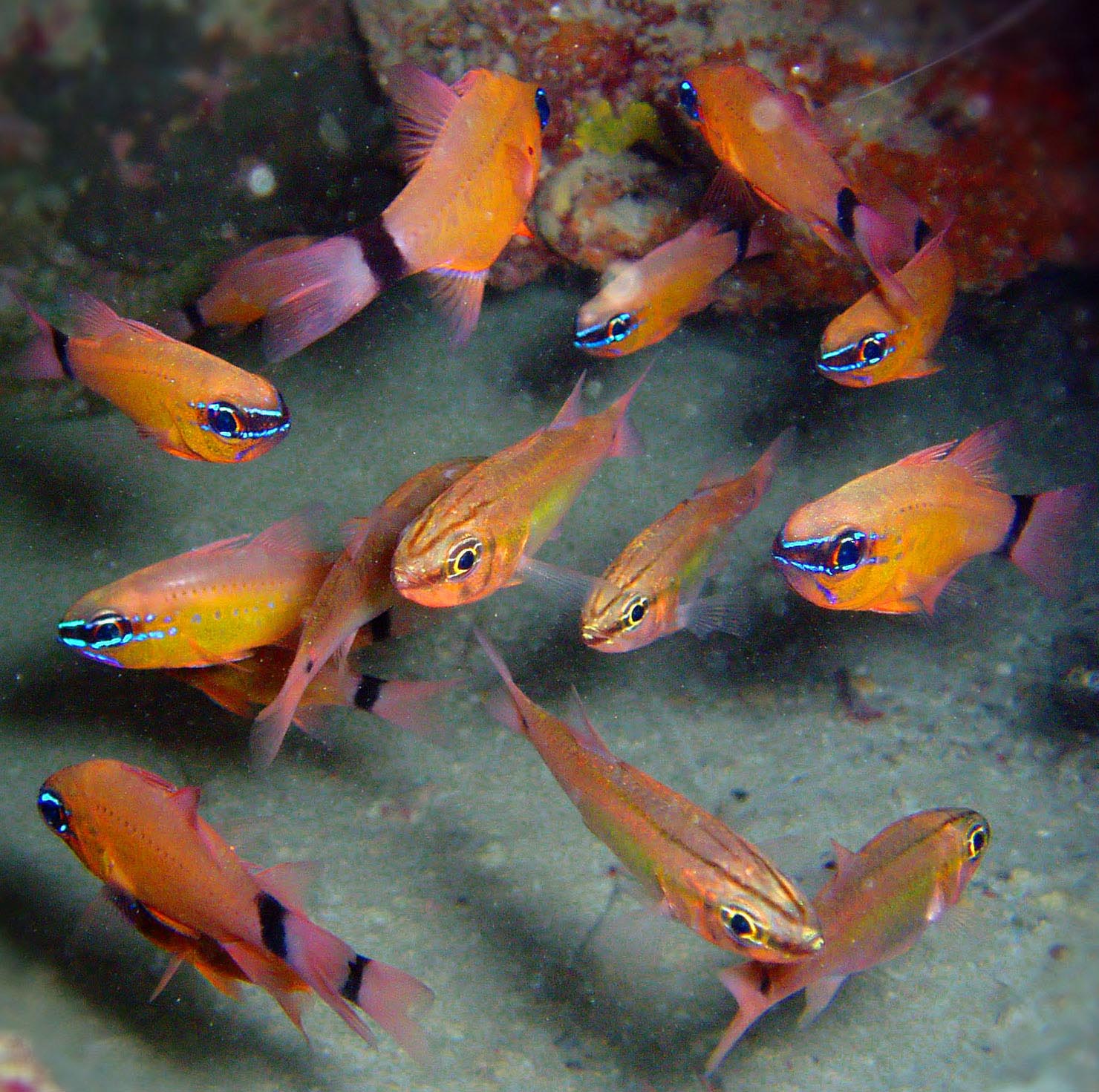 Ring-tail_Cardinalfish,_Apogon_aureus.jpg