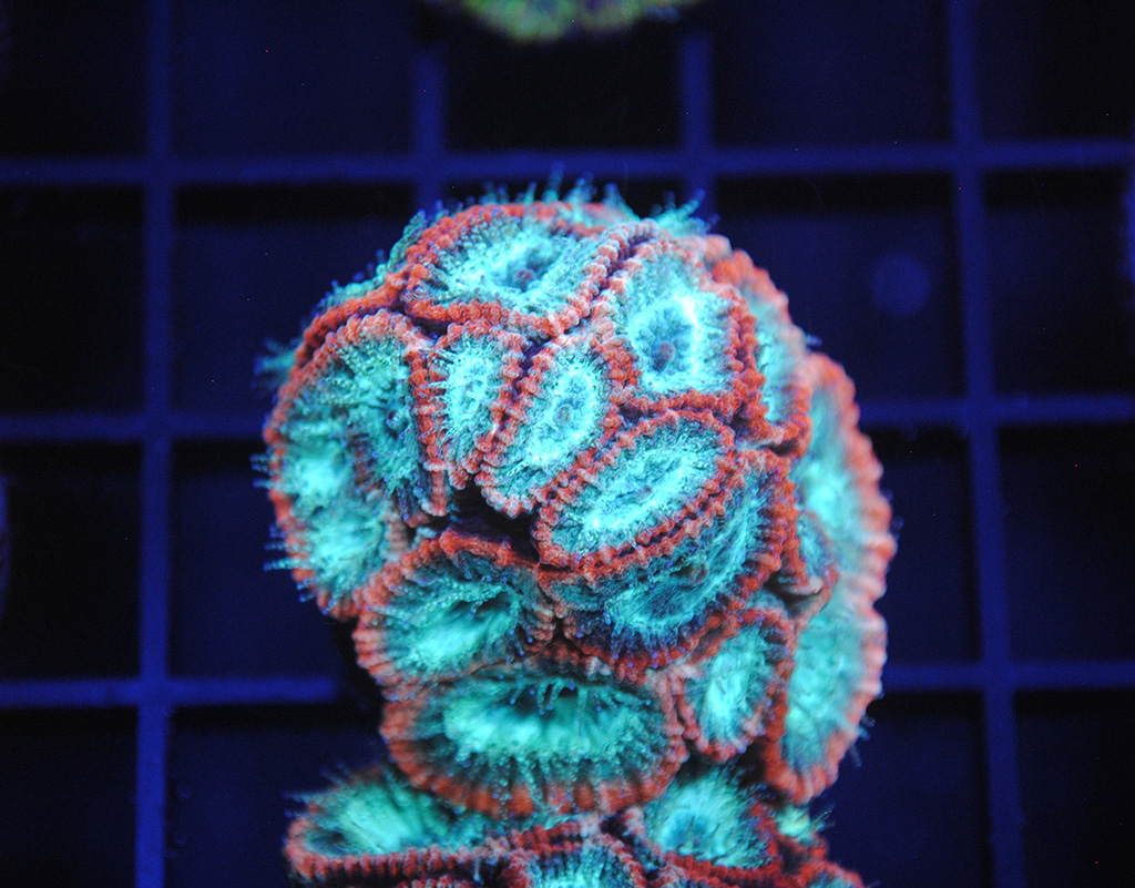 FEB-N7-614-1.jpg