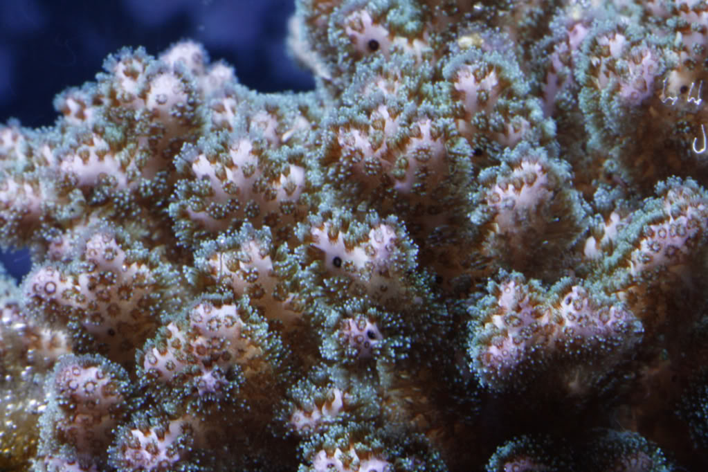 pink-and-green-pocillopora.jpg