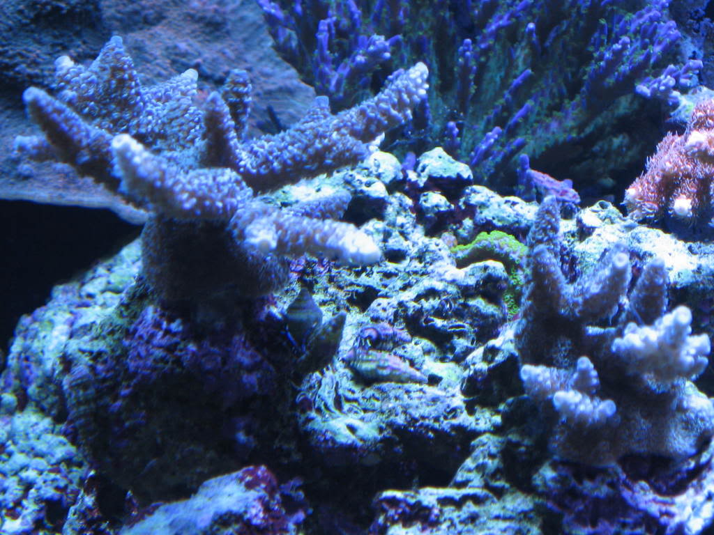 coralpics092.jpg