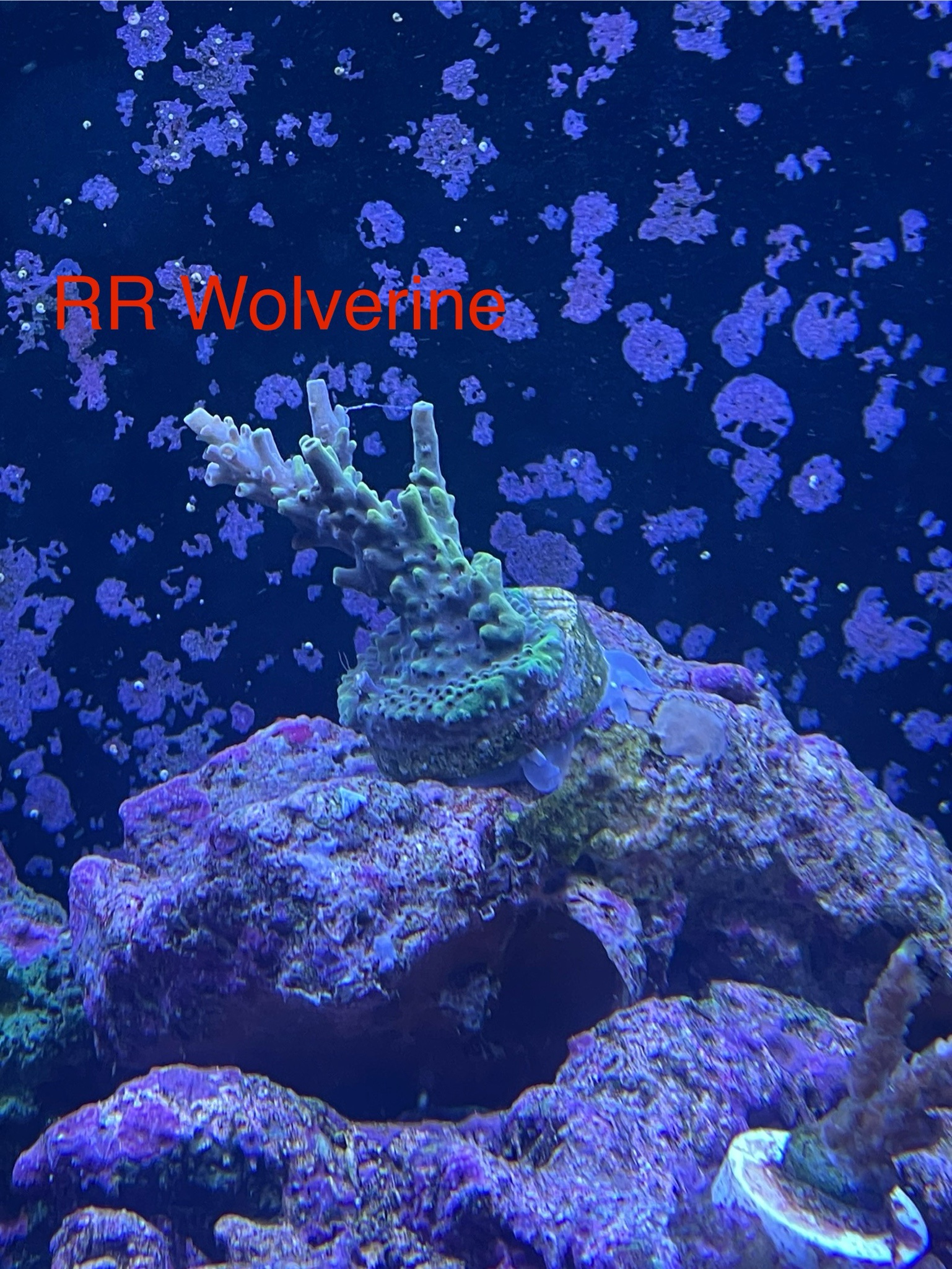 JBNozGM.jpeg