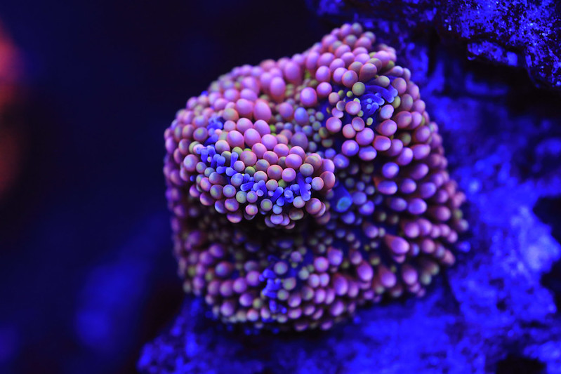 54646922961_a01681bca3_c.jpg